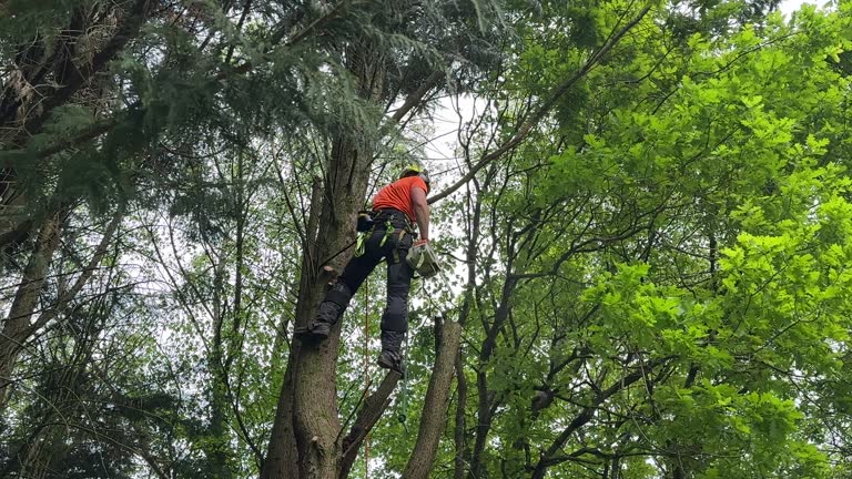 Best Tree Trimming and Pruning  in Mcconnell Af, KS