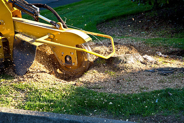 Best Tree Mulching  in Mcconnell Af, KS