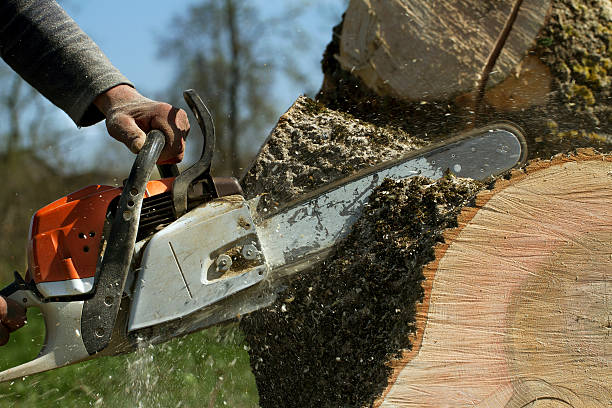 How Our Tree Care Process Works  in  Mcconnell Af, KS